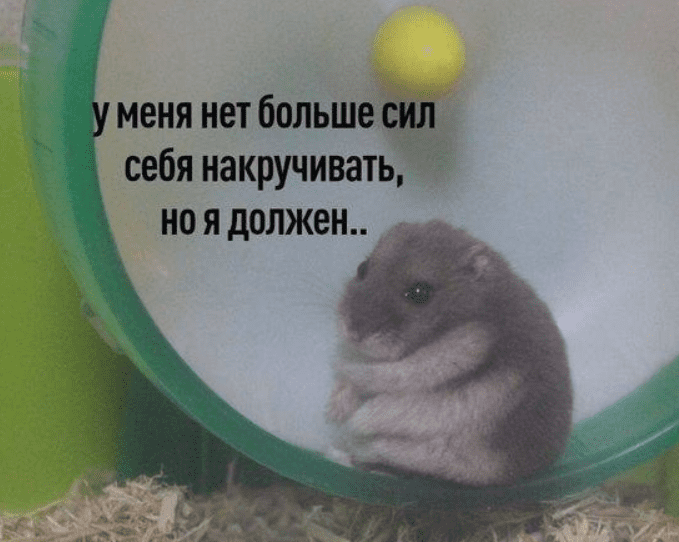 Картинка с хомяком